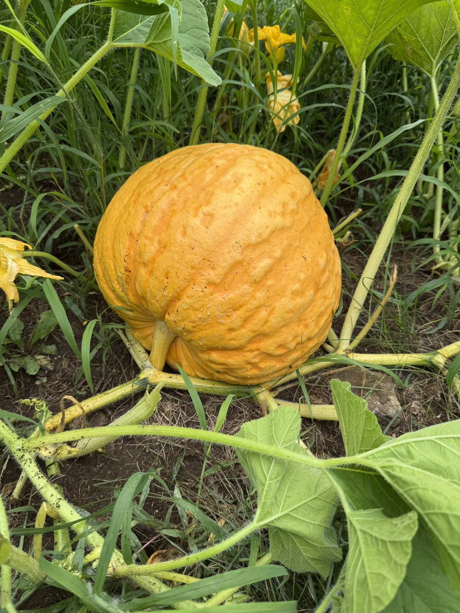 A round orange pumpkin sitting on its vine among green leaves and grass.