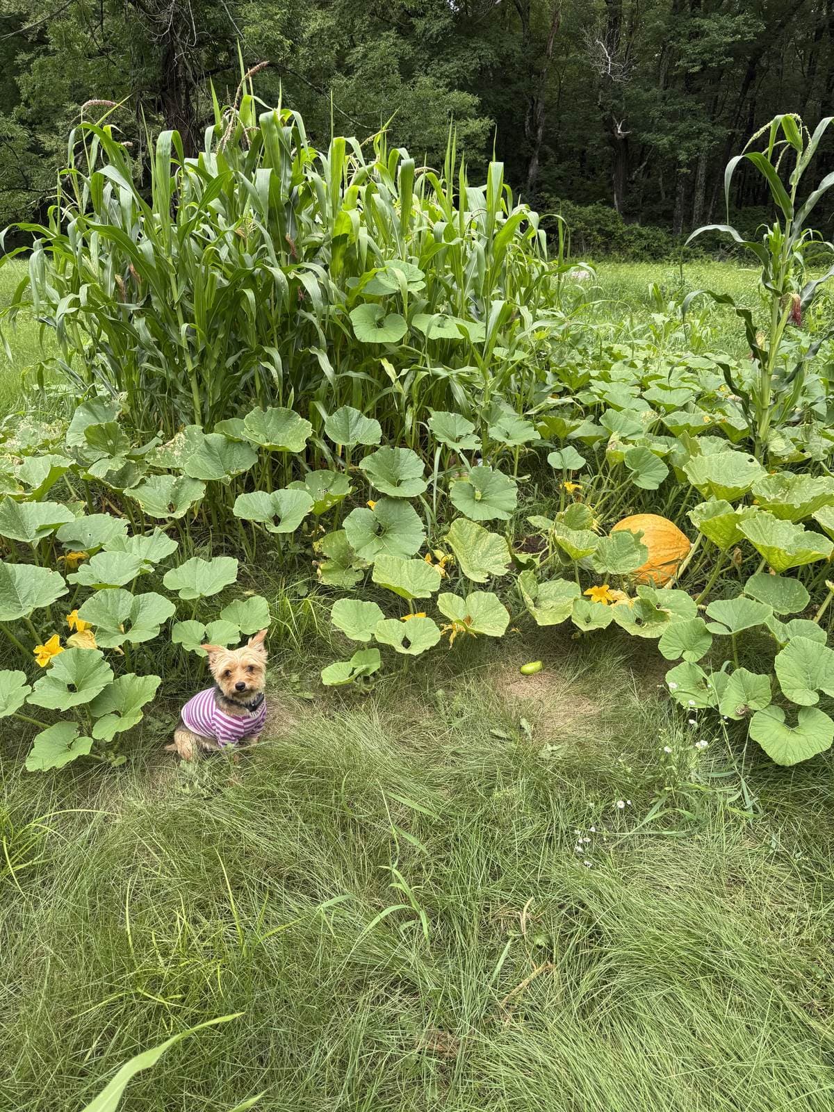 A pumpkin patch of broad green leaves with tall corn behind it, a small orange pumpkin up the row and a Yorkshire terrier sitting in the grass.