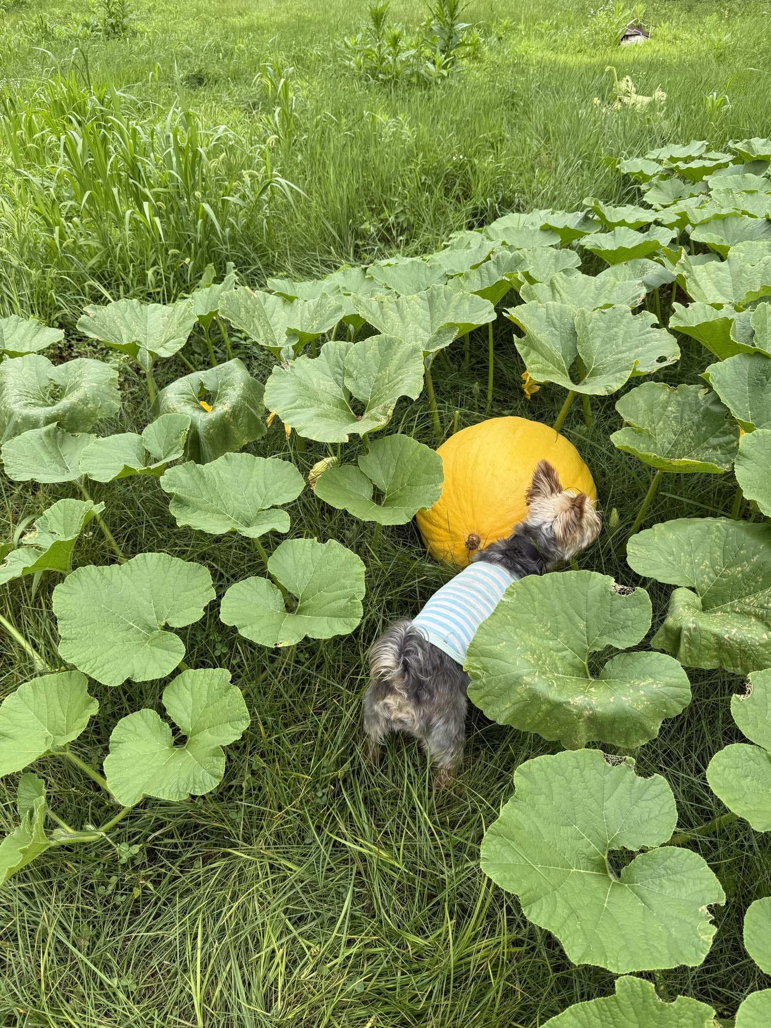 A Yorkshire terrier in a striped sweater standing beside an orange pumpkin in the pumpkin patch.