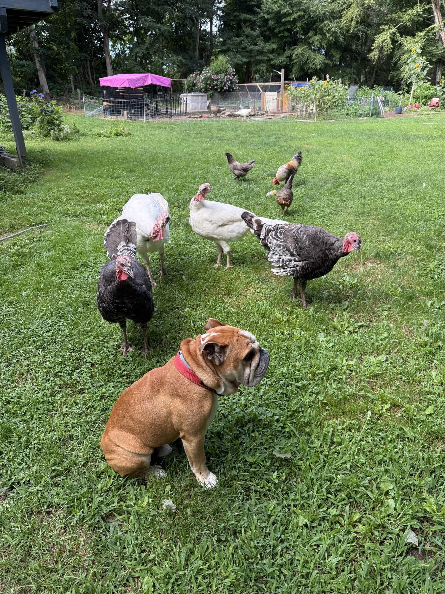 An English bulldog sitting on the lawn while several turkeys and chickens walk around him.