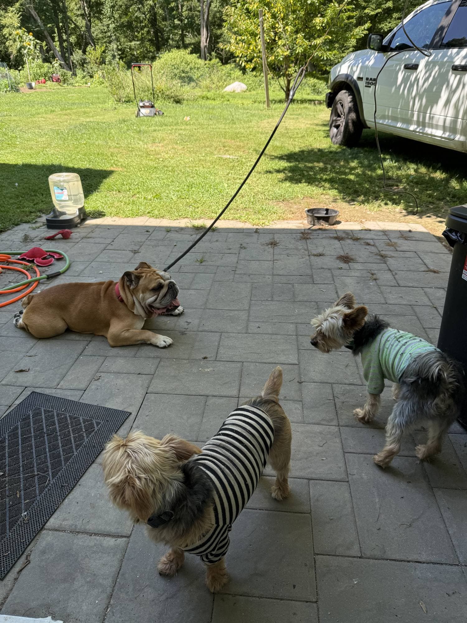 An English bulldog lying on a stone patio while two Yorkshire terriers in sweaters look at him.