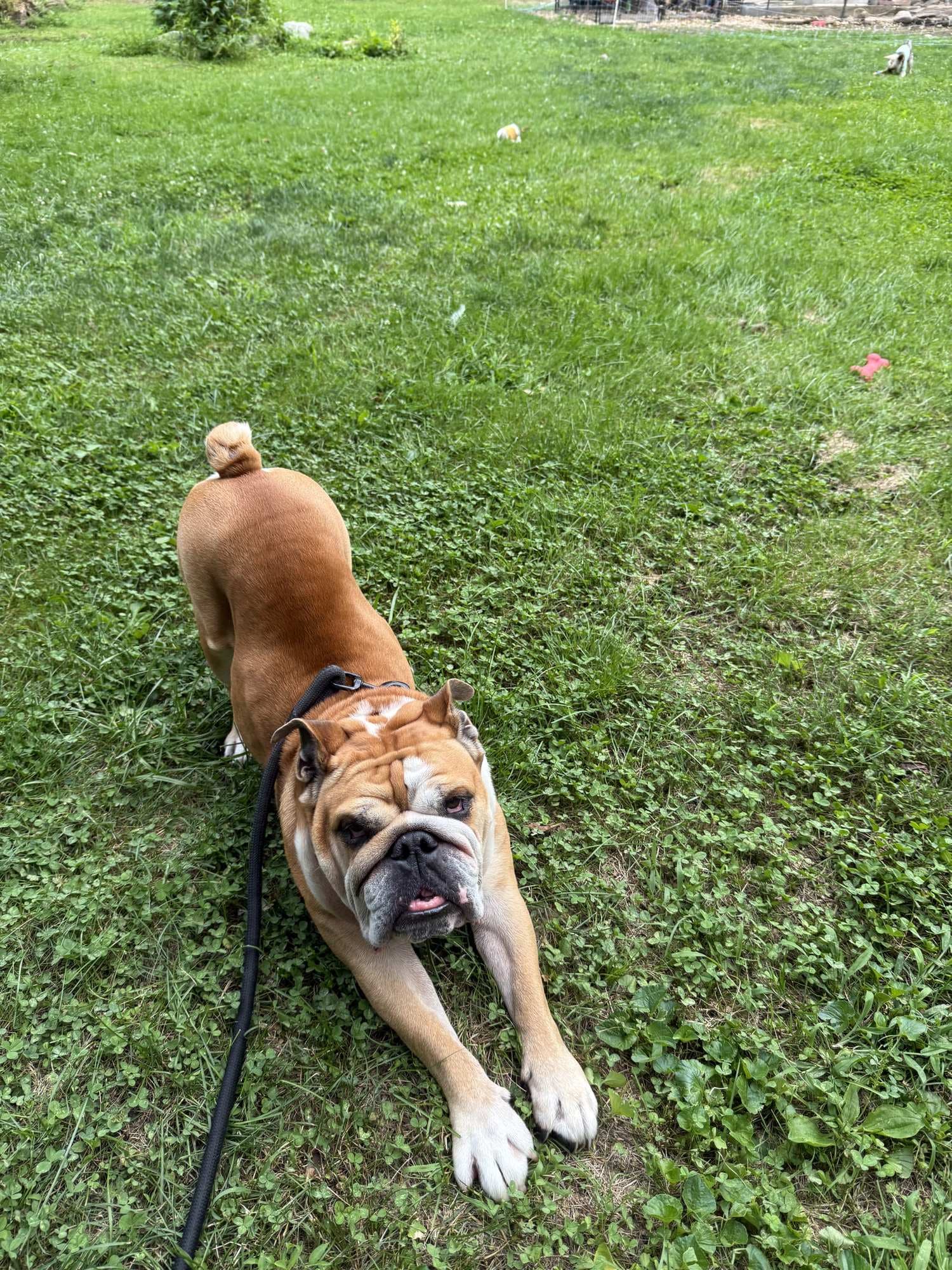 An English bulldog on a lead doing a play bow on the lawn.