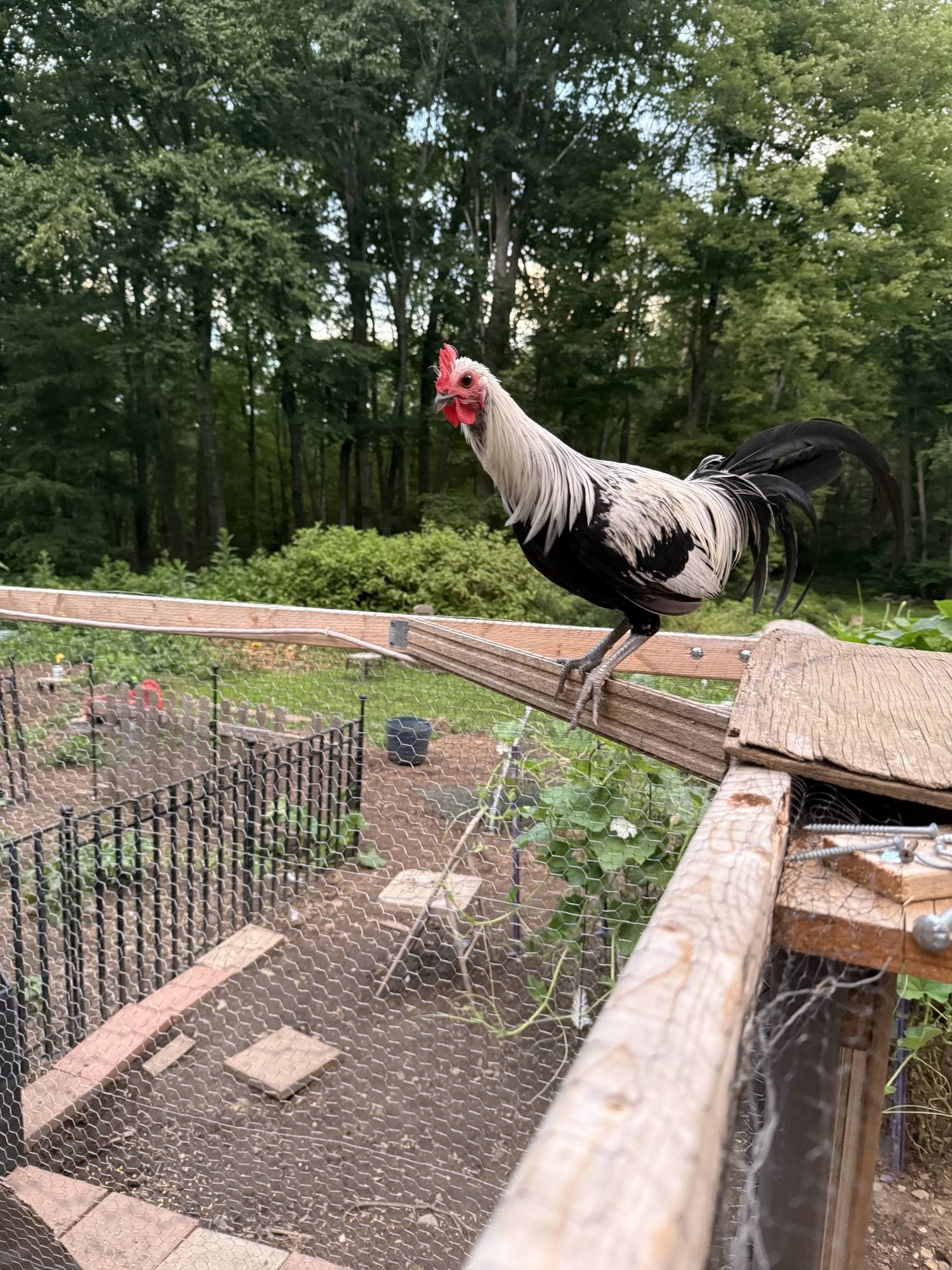 A white and black rooster standing on a wooden fence rail above fenced garden beds.