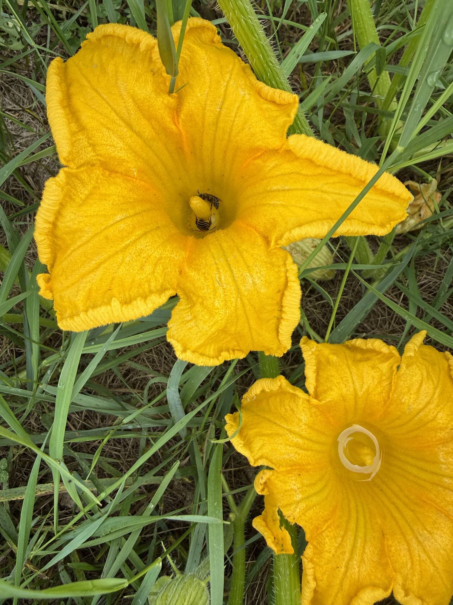 Two open yellow squash blossoms among grass and leaves.