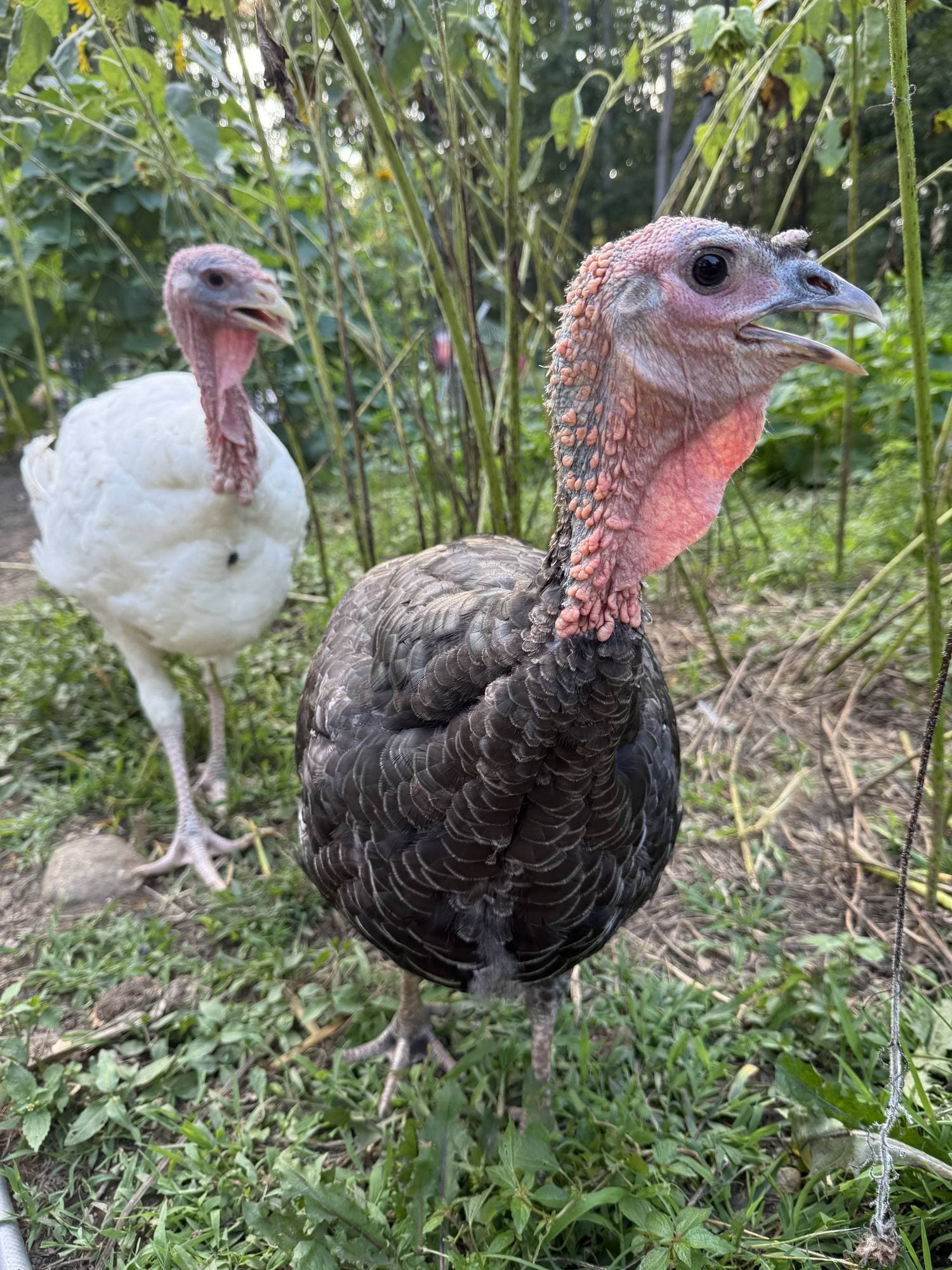 Two turkeys, one white and one dark, standing in front of tall green stalks.