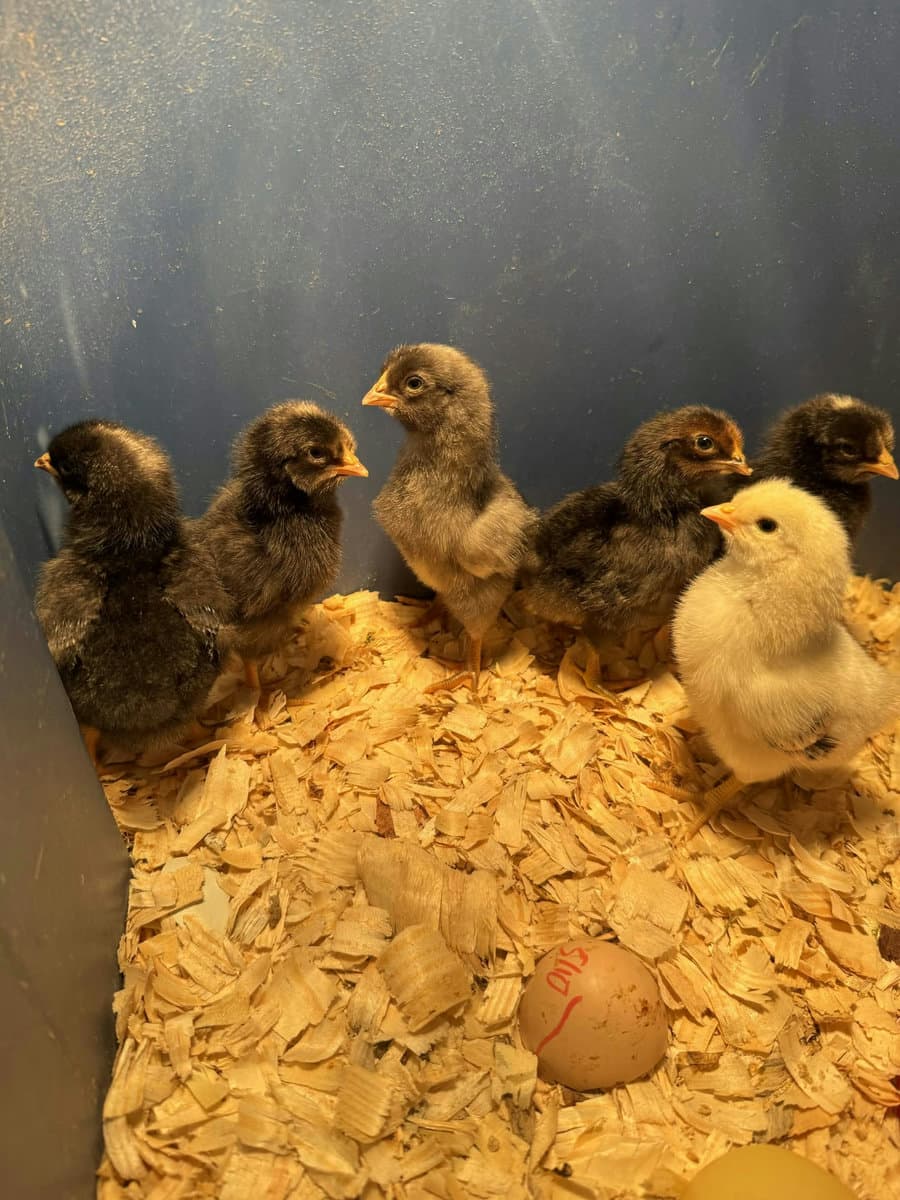 The whole June clutch in the brooder, one marked egg in the foreground — Henriessa among the six (no solo portrait committed yet)