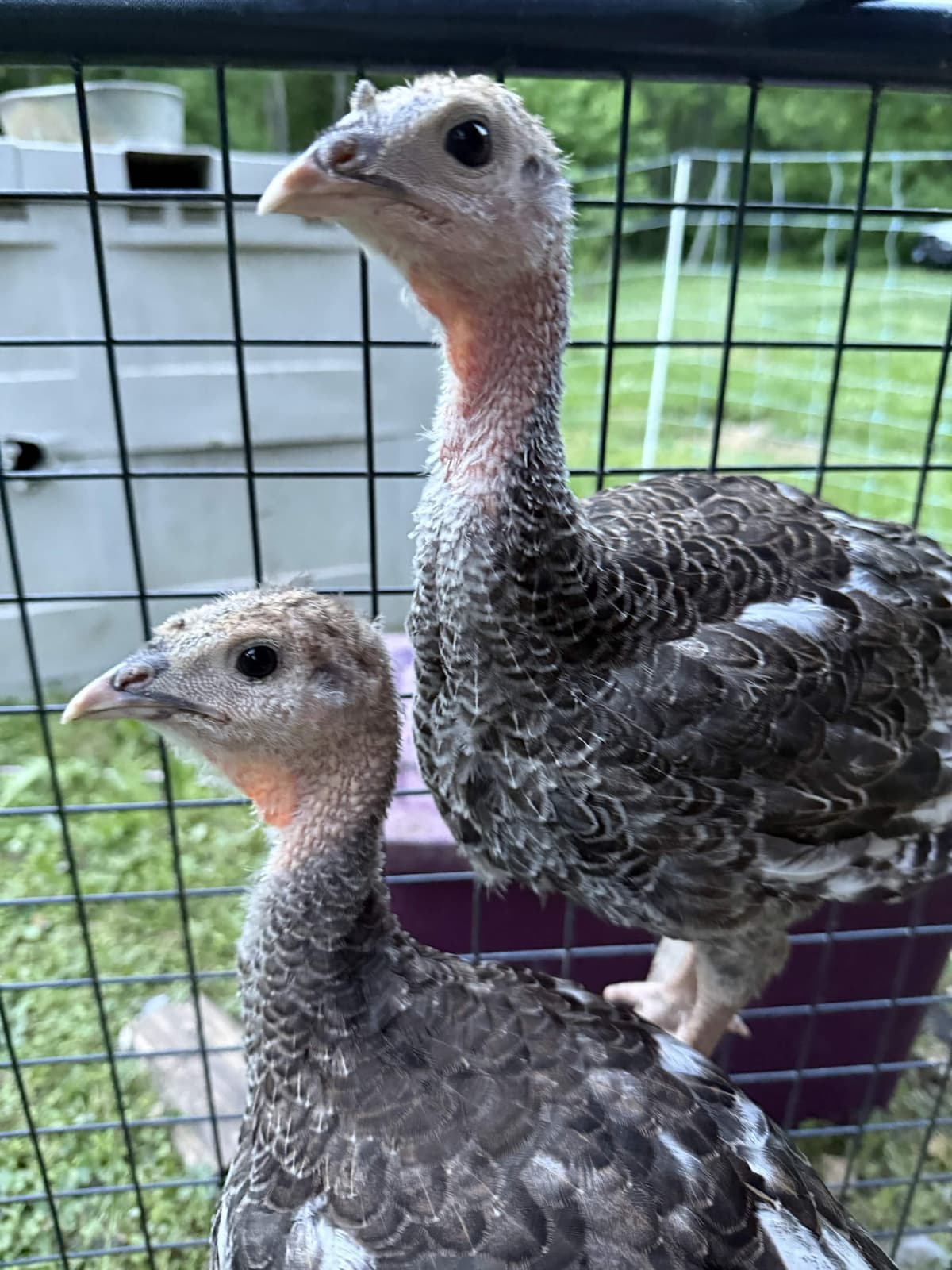 The two young gray-bronze poults, necks just starting to bare