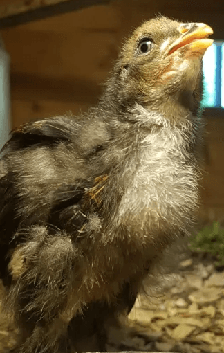 Birdadotta