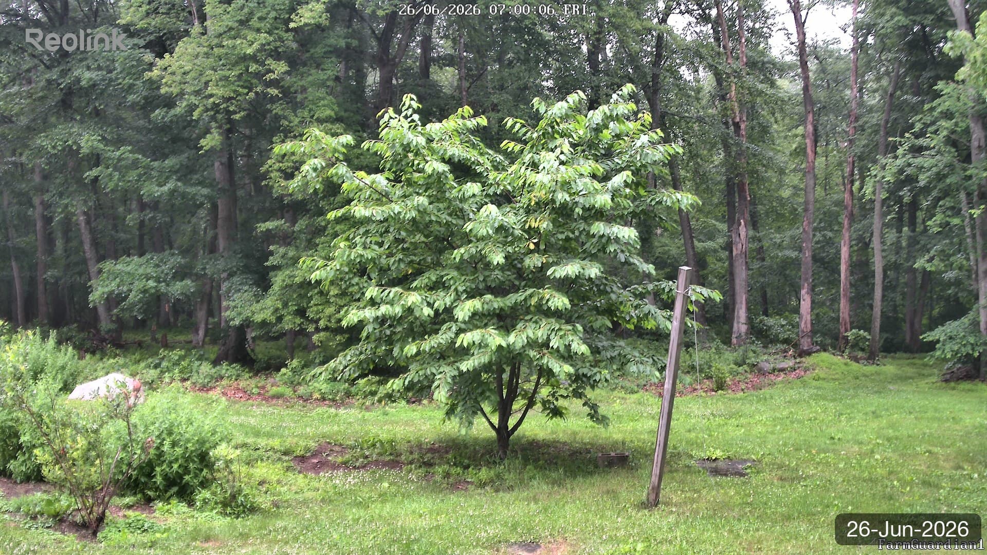 Yard on 26-Jun-2026, Morning