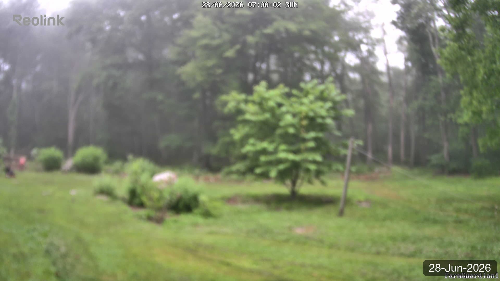 Yard on 28-Jun-2026, Morning