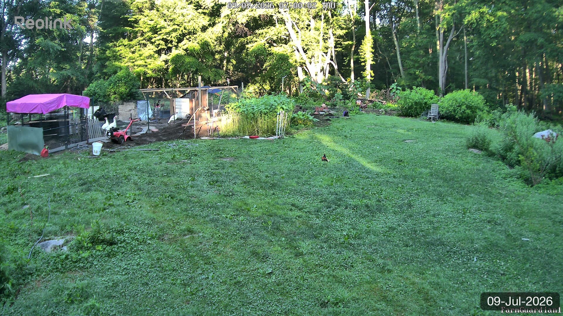 Yard on 09-Jul-2026, Morning