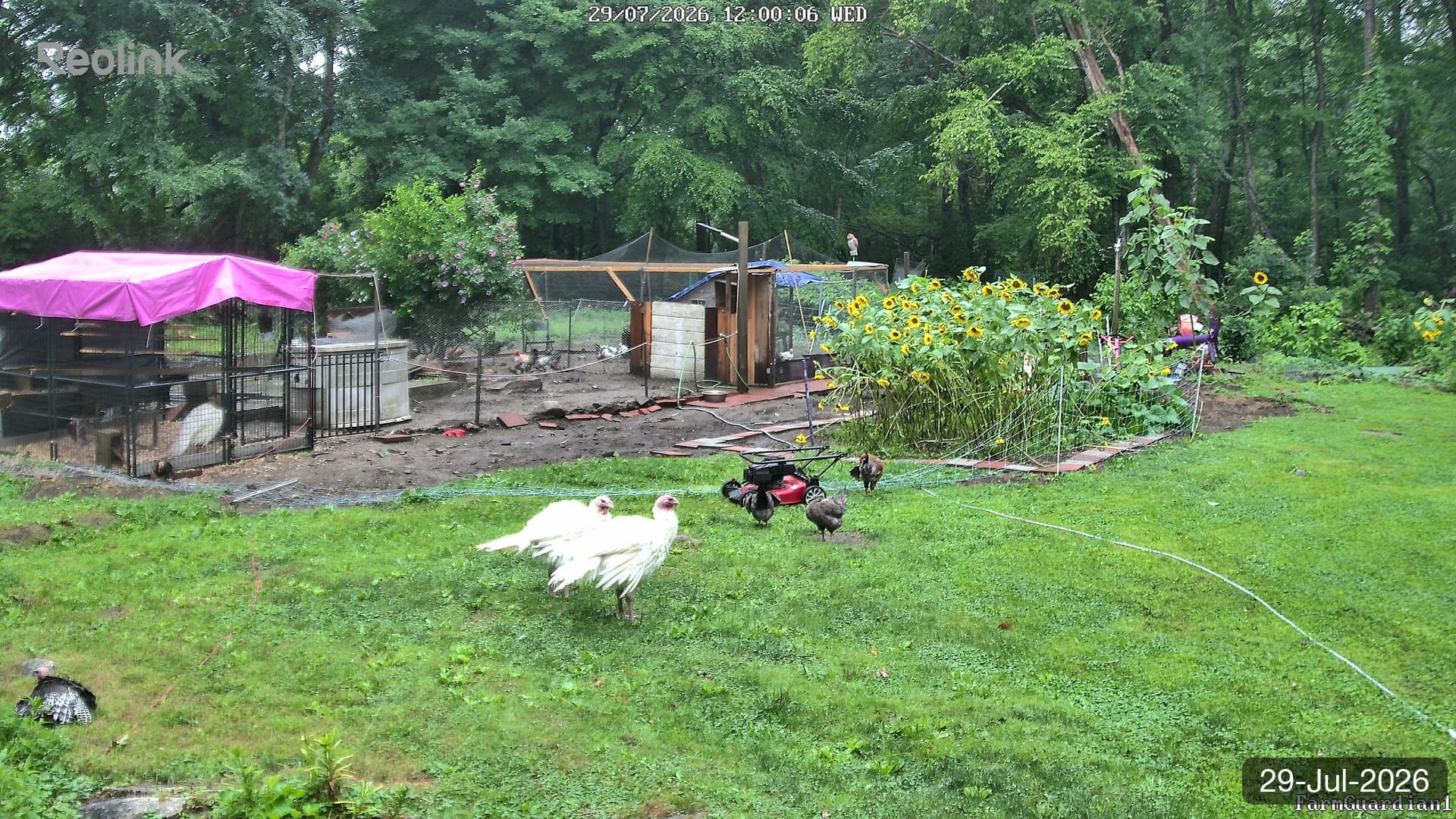 Yard on 29-Jul-2026, Noon