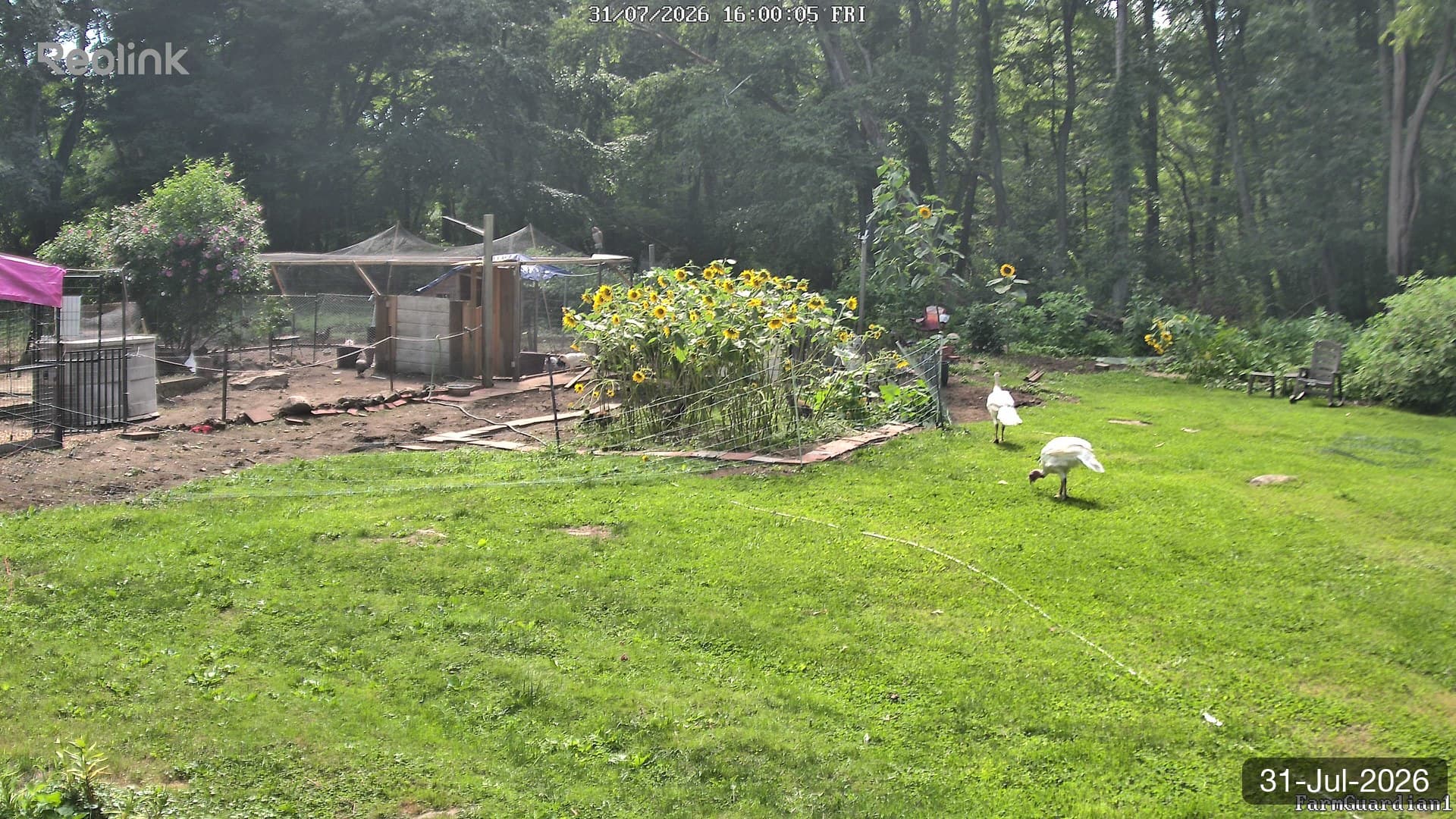Yard on 31-Jul-2026, Evening