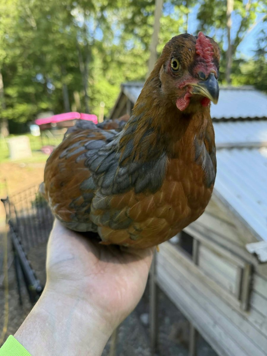 Birddor